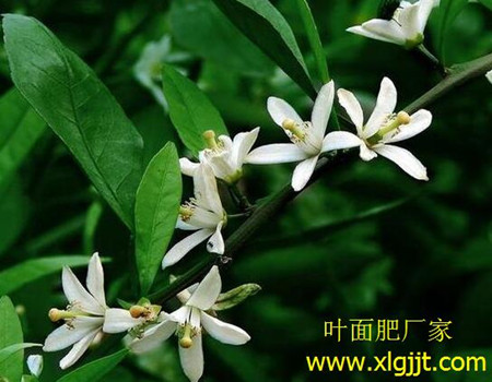 柑橘保花保果方法