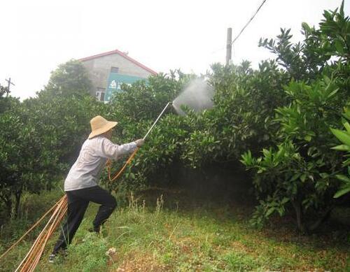 果樹噴施葉面肥技巧