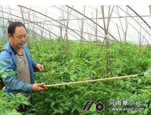 噴施葉面肥技巧