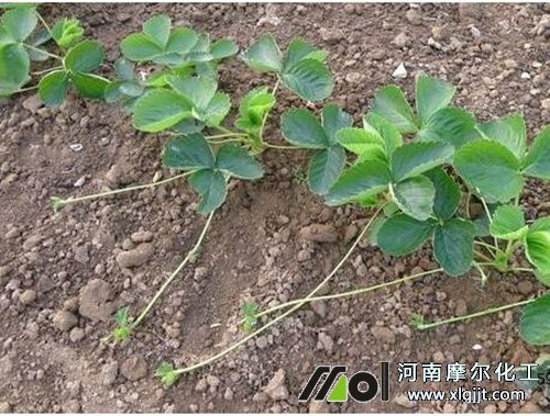草莓萌芽及苗期