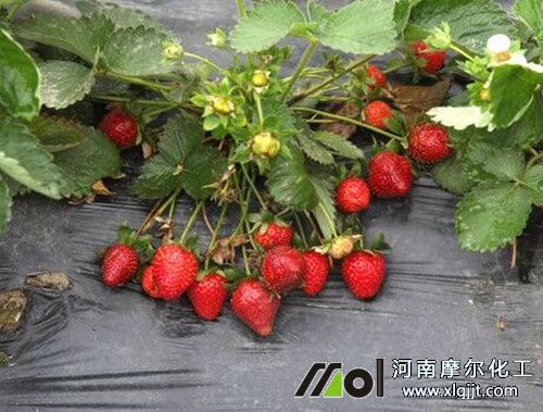 草莓結(jié)果旺盛生長(zhǎng)期
