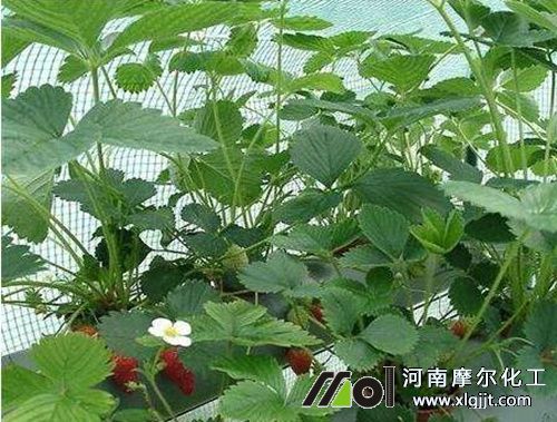 草莓現(xiàn)蕾和開(kāi)花期