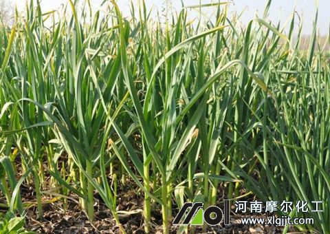 大蒜噴葉面肥時間