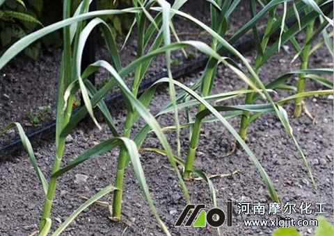 大蒜噴葉面肥時間
