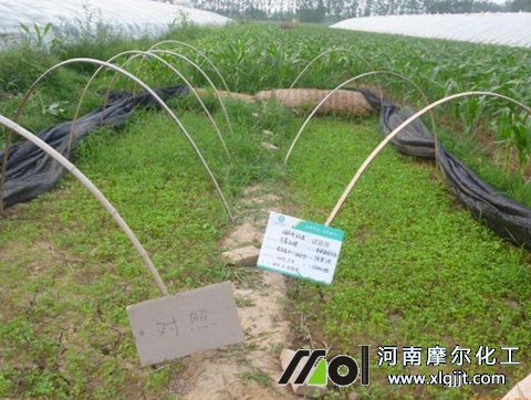 芹菜葉面施肥注意