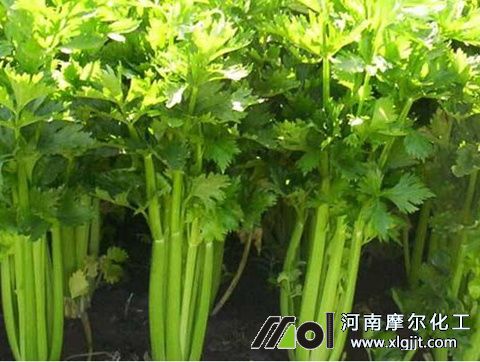 芹菜葉面施肥注意