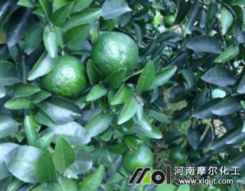 植物精油殺菌劑混用