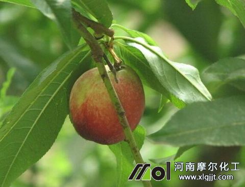 油桃結果噴葉面肥