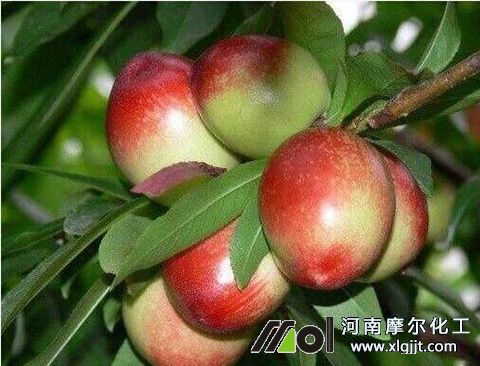油桃膨大噴葉面肥