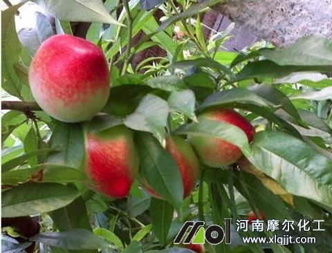 油桃葉面肥稀釋倍數(shù)