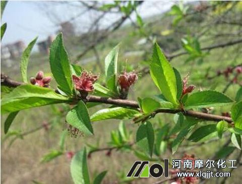油桃花前噴葉面肥