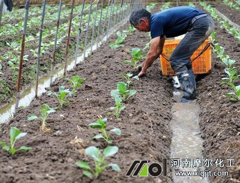 移栽菜苗注意
