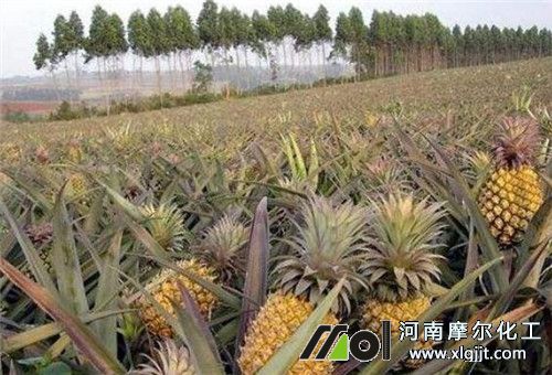 菠蘿種植施肥管理
