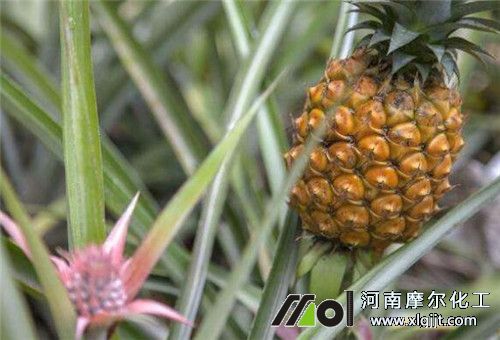 菠蘿追肥注意