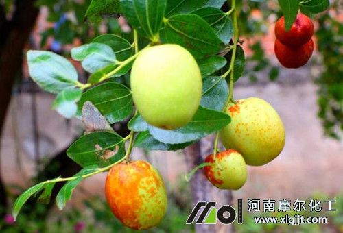 大棗葉面追肥