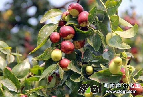 棗樹施肥要點