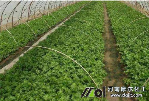 葉面噴施注意