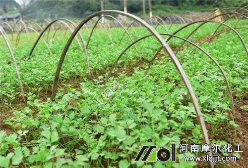 芹菜葉面追肥