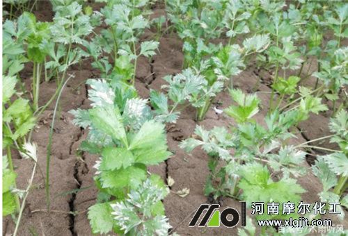 芹菜苗期用葉面肥