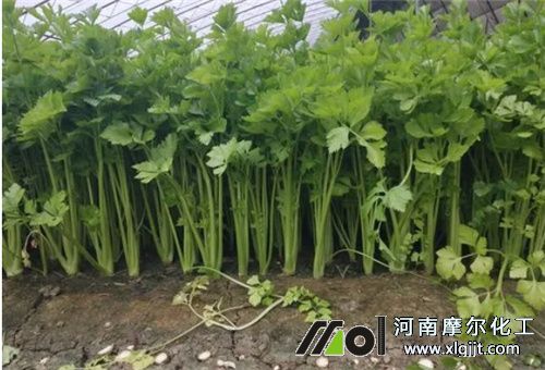 芹菜生長(zhǎng)期用葉面肥