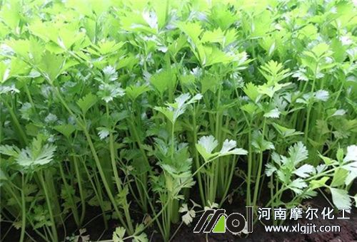 芹菜葉面肥使用時(shí)間