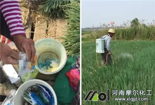 用了葉面肥還能否地下肥