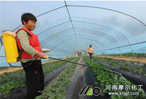 用了葉面肥還能否地下肥