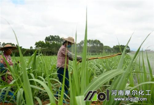 葉面肥使用頻次