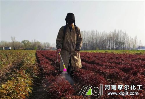 葉面肥是否能抗旱