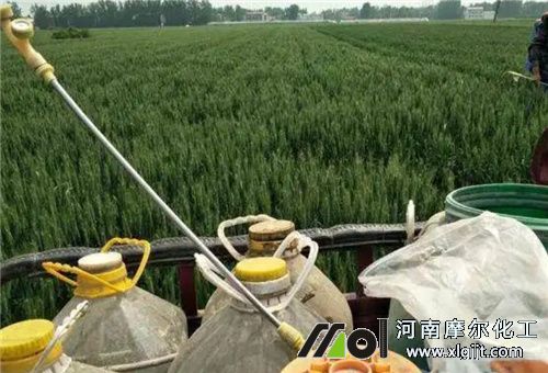 小麥噴施葉面肥