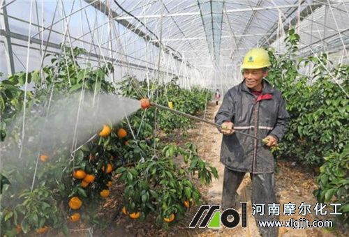 番茄噴施葉面肥