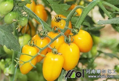 圣女果膨大技巧