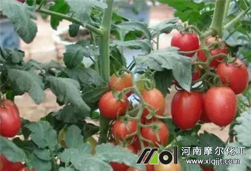 圣女果膨大方法