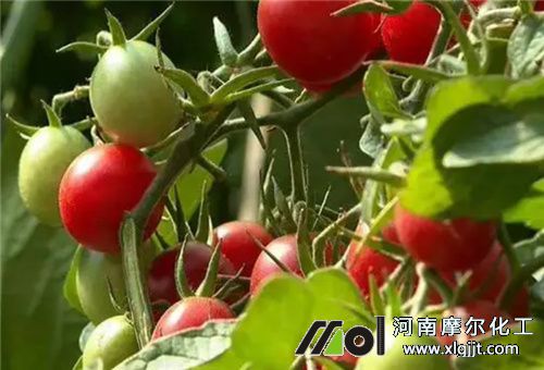 葉面肥噴施圣女果