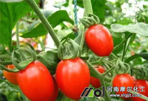 葉面肥在圣女果上用法